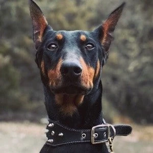 Akela the Doberman - Networth, Bio,Birthdate, Family, Wiki & More