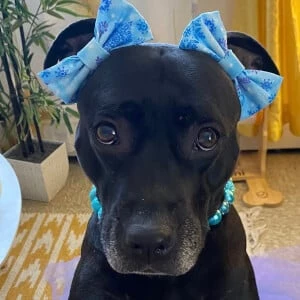 Akira the Black Pitbull - Age, Height, Birthdate, Bio, Family, Networth & More