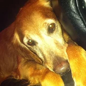 Alan Meyerson - Biography, Birthday, Family, Wki, Networth & More