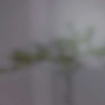 Allyssa Rene - Age, Bio, Birthdate, Family, Networth & More