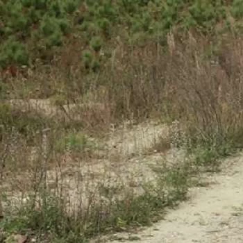 Angela Parent - Age, Bio, Birthdate, Family, Networth & More