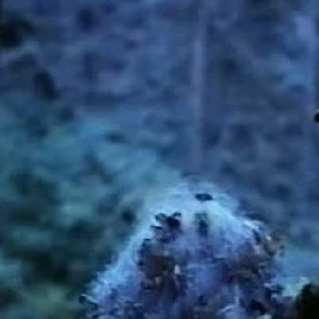 Anthony Maccario - Age, Bio, Birthdate, Family, Networth & More