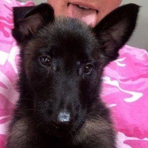 Apollo the K9 - Age, Bio, Birthdate, Family, Networth & More