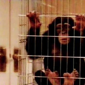 Archie - Age, Bio, Birthdate, Family, Networth & More