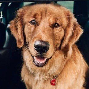 Aspen the Mountain Pup - Date Of Birth, Bio, Birthdate, Parents, Networth & More
