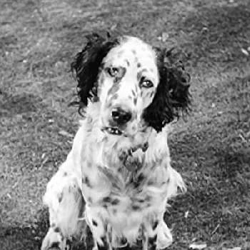 Banjo the Dog - Age, Bio, Birthdate, Family, Networth & More