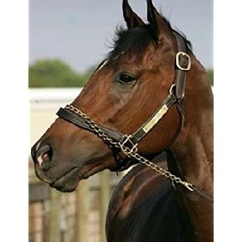 Barbaro - Height, Bio, Wiki, Family, Birthplace, Networth & More