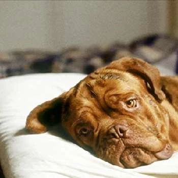 Beasley the Dog Biography