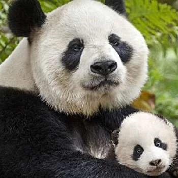 Ben Wallis - Age, Bio, Birthdate, Family, Networth & More