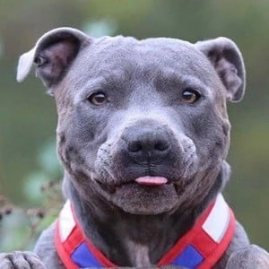 Blue Staffy Ramsey - Networth, Bio,Birthdate, Family, Wiki & More