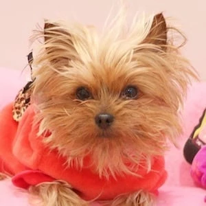 BowBow Siwa - Age, Bio, Birthdate, Family, Networth & More