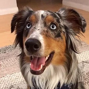 Bowie the Pooch - Birthplace, Bio, Wiki, Birthday, Family, Networth & More