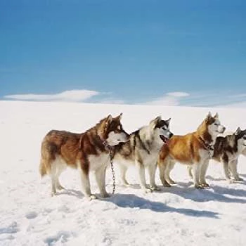 Buck - Age, Bio, Birthdate, Family, Networth & More