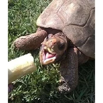 Bucky Le Boeuf - Age, Bio, Birthdate, Family, Networth & More