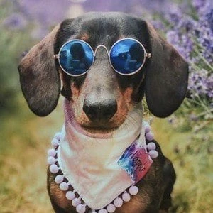 Charlie Sausage Dog - Birthday, Bio, Wiki, Family, Networth & More