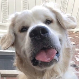 Charlie the Golden - Wiki, Bio, Networth, Birthdate, Family & More