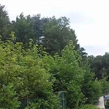 Chattan Haselden - Age, Bio, Birthdate, Family, Networth & More