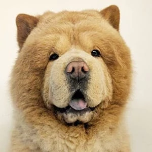 Chowder the Bear Dog - Age, Height, Birthdate, Bio, Family, Networth & More