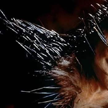 Christine McCorkindale - Age, Bio, Birthdate, Family, Networth & More