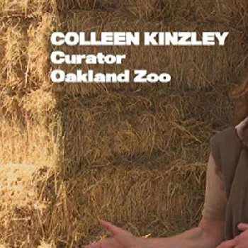 Colleen Kinzley - Age, Bio, Birthdate, Family, Networth & More