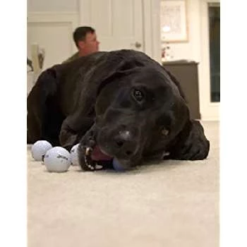 Cove - Age, Bio, Birthdate, Family, Networth & More