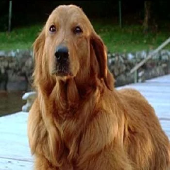 Crissy - Age, Bio, Birthdate, Family, Networth & More