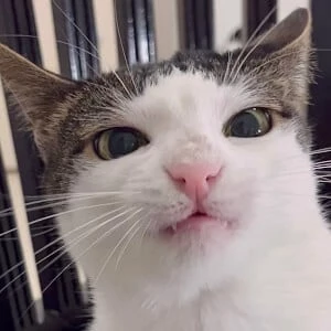 Crunchy Cat Luna Biography