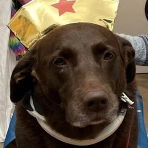 Rebel D'Amelio - Networth, Bio, Birthdate, Age, Family & More