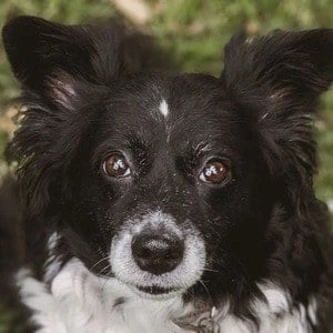 Daisy the Border Collie - Birthdate, Age, Family, Bio, Networth & More