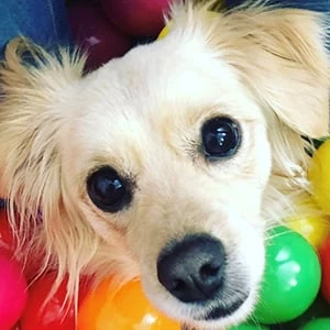 Harley Davis - Networth, Biography, Birthdate, Family & More