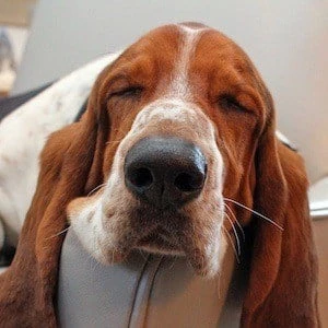 Dean The Basset - Networth, Bio, Wiki, Family, Birthday, Networth & More