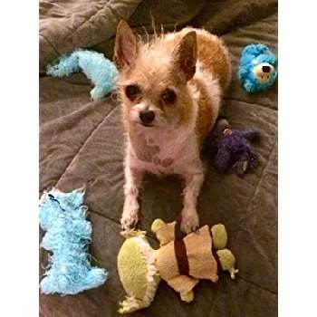 Dixie - Age, Bio, Birthdate, Family, Networth & More