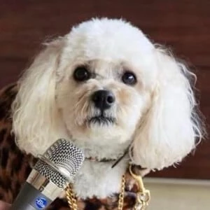 DJ Mini Matt - Income, Birthday, Family, Bio, Networth & More