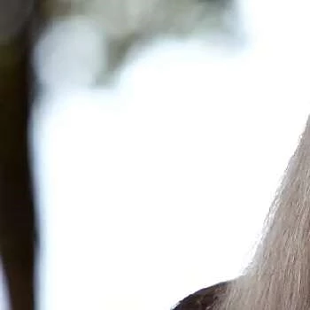 Donna Godchaux - Wiki, Bio, Networth, Birthdate, Family & More