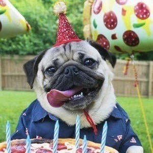 Doug The Pug - Networth, Bio, Birthdate, Age, Family & More