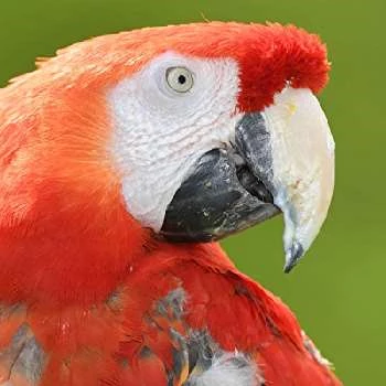 Douglas - Age, Bio, Birthdate, Family, Networth & More