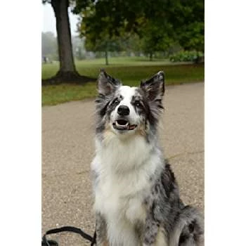 Drake the Dog - Age, Bio, Birthdate, Family, Networth & More