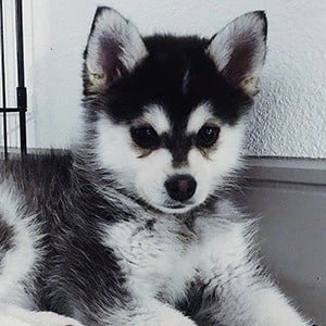 Dunkin Alesia - Age, Bio, Birthdate, Family, Networth & More