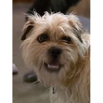 Elmo - Age, Bio, Birthdate, Family, Networth & More