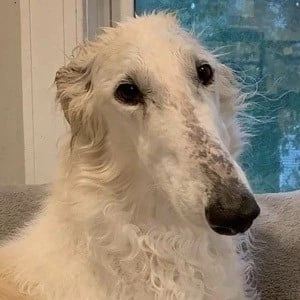 Eris The Borzoi - Biography, Birthday, Family, Wki, Networth & More