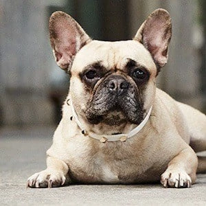 Matilda Ferragni - Age, Height, Birthdate, Family, Wiki & More