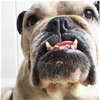 Fiona Derbez Biography