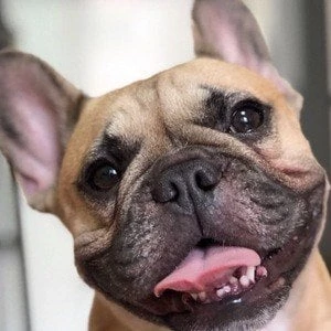 Haru Frenchie - Date Of Birth, Bio, Birthdate, Parents, Networth & More