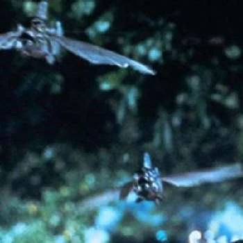 Gaetano Del Grande - Age, Bio, Birthdate, Family, Networth & More