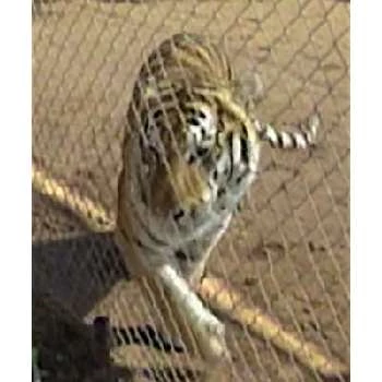 Genesis - Age, Bio, Birthdate, Family, Networth & More