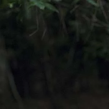 Gill Eeckelaert - Age, Bio, Birthdate, Family, Networth & More