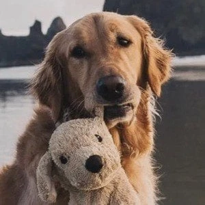 Gumbo the Dog - Wiki, Bio, Birthdate, Networth, Family & More