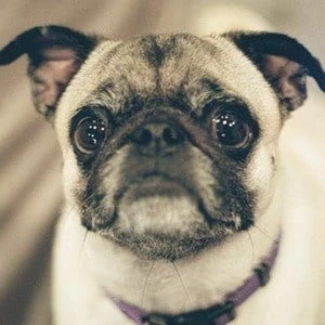 Guppy the Pug - Age, WIki, Birthday, Family, Networth & More