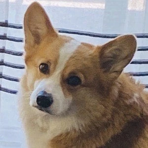 Hammy the Corgi - Wiki, Bio, Networth, Birthdate, Family & More