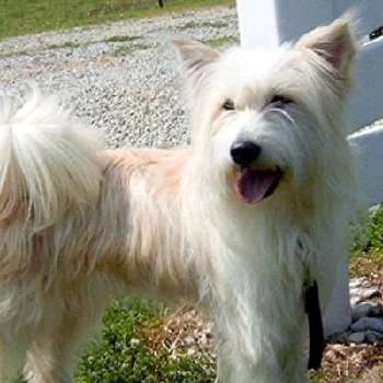 Happy - Age, Bio, Birthdate, Family, Networth & More